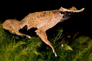 Sacs Prints: Darwin's Frog