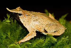 Reflecting Prints: Darwin's Frog