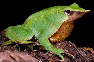 Sacs Prints: Darwin's Frog