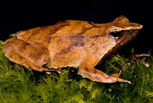 Sacs Prints: Darwin's Frog