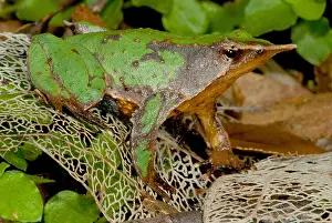Infection Prints: Darwin's Frog