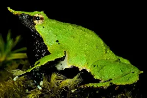 Reflecting Prints: Darwin's Frog