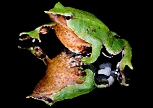 Reflecting Prints: Darwin's Frog