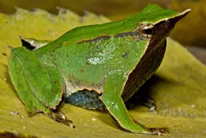 Infection Prints: Darwin's Frog