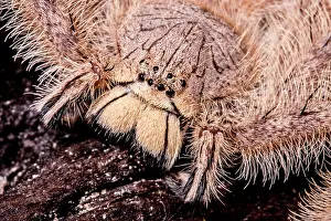 David Prints: David Bowie Spider, (Heteropoda davidbowie)