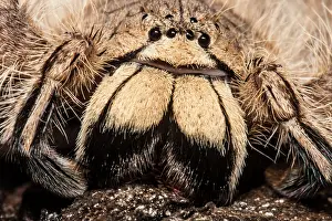 David Prints: David Bowie Spider, (Heteropoda davidbowie)