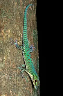Lizards Prints: Day Gecko