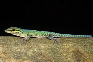 Lizards Prints: Day Gecko, Madagascar