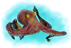 Cephalopod Prints: Day Octopus