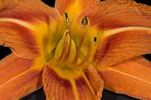 Nature Prints: Daylily Flower