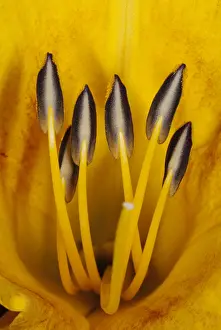 Reproductive Prints: Daylily Stamens and Pistil