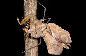 Mantis Prints: Dead-Leaf Mantid