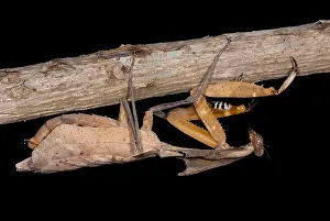 Mantis Prints: Dead Leaf Mantis