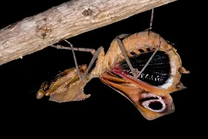 Predator Prints: Dead Leaf Mantis