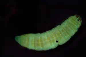 Enterobacteriaceae Prints: Dead Moth Grub