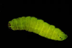 Enterobacteriaceae Prints: Dead Moth Grub