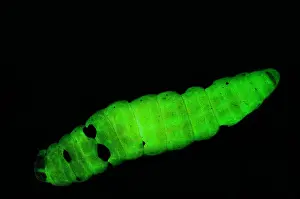 Enterobacteriaceae Prints: Dead Moth Grub
