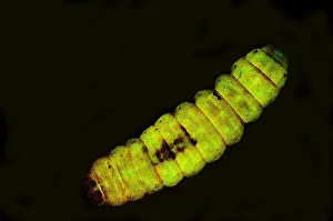 Bacteria Prints: Dead Moth Grub