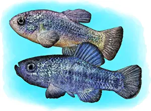 Deaths Prints: Death Valley Pupfish, Illustration