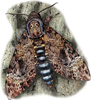Deaths Prints: Deaths head hawkmoth