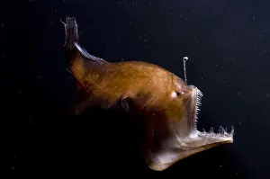 Deep Sea Angler