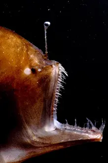 Angler Prints: Deep Sea Angler