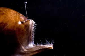 Angler Prints: Deep Sea Angler