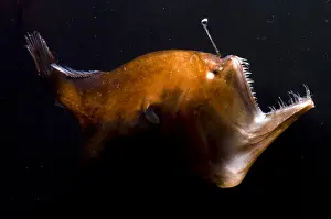 Captivity Prints: Deep Sea Angler
