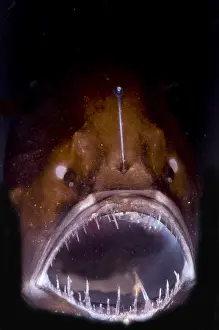 Captivity Prints: Deep Sea Angler