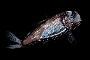 Deep Sea Barreleye