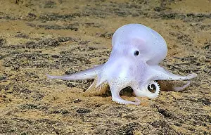 Octopodes Prints: Deep-sea 'Casper' Octopod