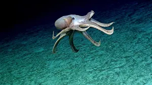 Octopodes Prints: Deep-sea Cirrate Octopod, Grimpoteuthis sp