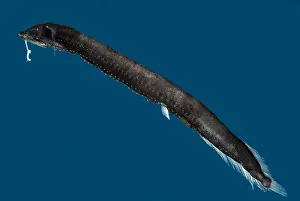 Creature Prints: Deep-Sea Dragonfish