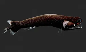 Creature Prints: Deep-Sea Dragonfish