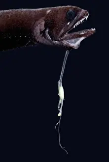 Creature Prints: Deep-Sea Dragonfish