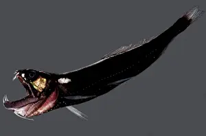 Creature Prints: Deep-sea Dragonfish