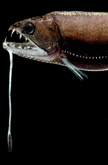 Fish Prints: Deep Sea Dragonfish