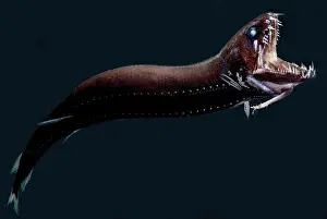 Predatory Prints: Deep-Sea Dragonfish