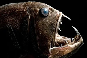 Fish Prints: Deep Sea Fangtooth