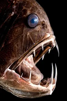 Monster Prints: Deep Sea Fangtooth