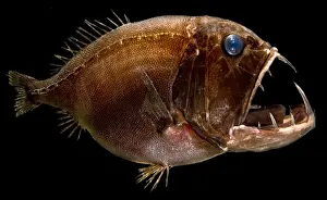 Predatory Prints: Deep Sea Fangtooth