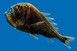 Predatory Prints: Deep-Sea Fangtooth