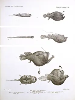 Evolution Prints: Deep Sea Fishes