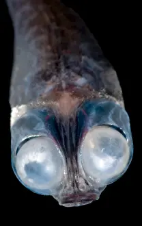 Deep Ocean Prints: Deep-Sea Google-Eye