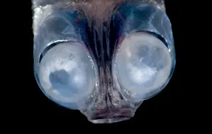 Deep Ocean Prints: Deep-Sea Google-Eye