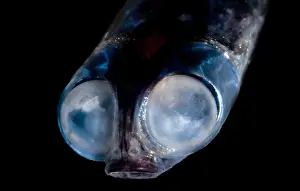 Fish Prints: Deep-Sea Google-Eye