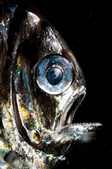 Counterillumination Prints: Deep Sea Hatchetfish