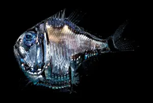Creature Prints: Deep-Sea Hatchetfish
