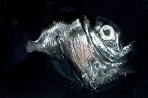 Fish Prints: Deep Sea Hatchetfish