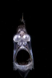 Atlantic Prints: Deep Sea Hatchetfish